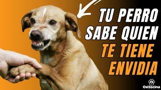 TU PERRO SABE QUIEN TE ODIA (O quien no tiene buenas INTENCIONES CONTIGO)