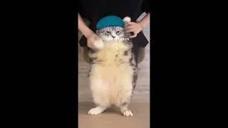 chipi chipi chapa chapa #meme #cats   #dancing