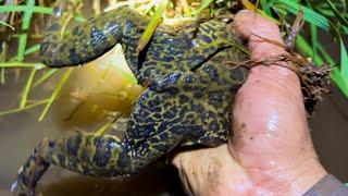 Vừa Hết Mưa Tranh Thủ Đi Bắt Toàn Ếch To There are a lot of big frogs here