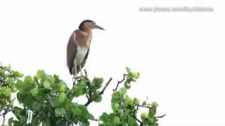 Rufous Night-Heron