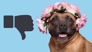 8 Things Staffies Hate That Humans Do