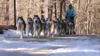 dogs 101 - Alaskan Malamute