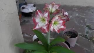 Amaryllis - 4f