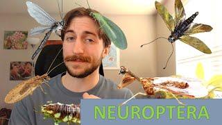 Neuroptera: Net-winged Insects - Order Spotlight