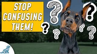 Dog Training Advice You Didn't Know You Needed...