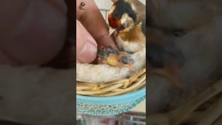 European goldfinch baby bird #shorts #youtubeshorts