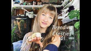 Breeding Crested Geckos 101