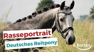 Das Deutsche Reitpony im Rasseportrait