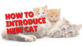 How To Introduce Cats | Two Crazy Cat Ladies #cats #introduction #cat