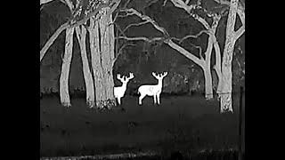 HOW TO USE THERMAL FOR WHITETAIL DEER SCOUTING.