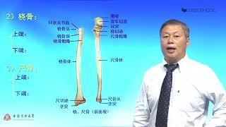 1.4 上肢骨 | 人体解剖学 中国大学 MOOC （慕课）