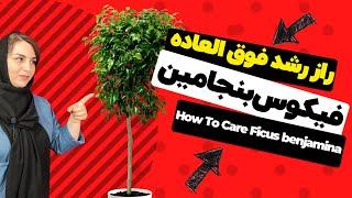 شرایط درست نگهداری فیکوس بنجامین در خانه | how to care Ficus benjamina