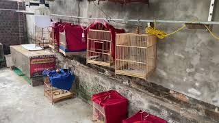 Tiếp tục gửi chào mào bẫy đấu cho ae các tỉnh : Đà Nẵng - Vinh . Call 0366683305