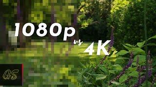 4k vs 1080p - The Grand Reveal