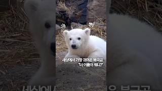 세상에서 가장 귀여운 북극곰…"너 이름이 뭐니?" #shorts