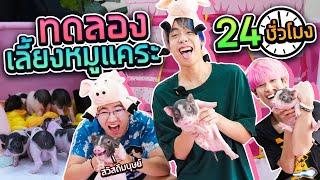 เปลี่ยนสตูเป็นฟาร์มหมูแคระ 24 ชั่วโมง