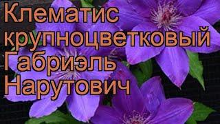 Клематис крупноцветковый Габриэль Нарутович  обзор: как сажать, саженцы клематиса