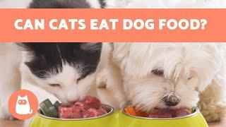 Can Cats EAT DOG FOOD? 