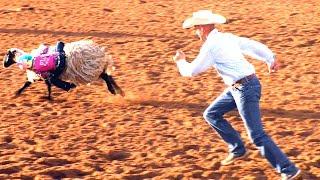 Mutton Bustin' - 2019 Saint's Roost Ranch Rodeo (Saturday)