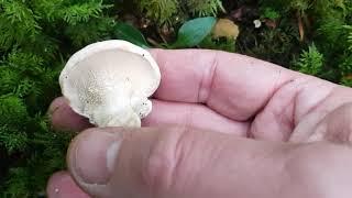 Pied de mouton, champignon comestible facile à connaitre - Sweet tooth, edible mushroom easy to know