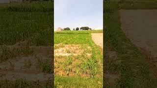 Village Morning #youtubeshorts #instagram #shorts #reels