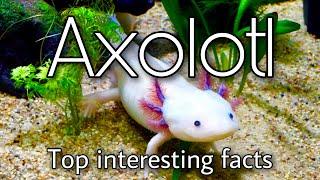 AXOLOTL: TOP Interesting Facts| El TOP de Uliana