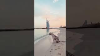 杜拜有錢人溜老虎獅子