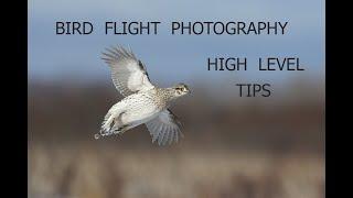 BIRD FLIGHT PHOTOGRAPHY HIGH LEVEL TIPS