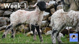 Will the weather hold! A week lambing on a Cumbrian hill farm! (Lambing Week 1) 