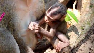 Lovely newborn baby monkey Delena trying to request mom milk