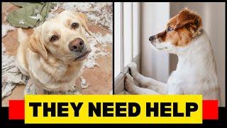  How to Stop Dog Separation Anxiety FAST – Proven Tips That Work