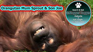 Orangutan Sprout's Has Her Own Way With Her Son