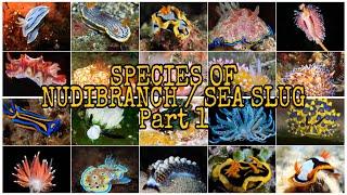 PART 1 - TYPES OF NUDIBRANCH / SEASLUG (160 SPECIES)