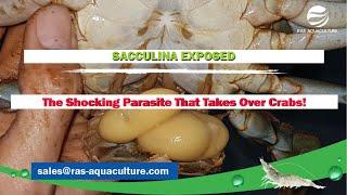 SACCULINA EXPOSED: The Shocking Parasite That Takes Over Crabs!