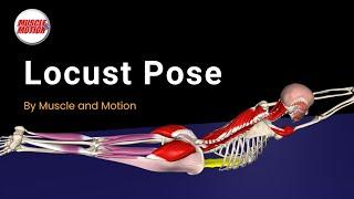 Master the Locust Pose: Strengthen Your Back & Fix Mistakes