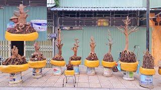 PHÔI MAI TỨ QUÝ ngày 13/3/2025 (#0942745745 ĐẠT) -@bonsai Can Tho