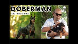 LO MEJOR DE DOBERMAN | EL PERRO SÚPER INTELIGENTE Y MAS TEMIBLE POR EL SER HUMANO 2021