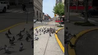 Later they  on me! #pigeon #birds #feeding #newjersey #road #usa #sunny #summer #shorts #viral #nj