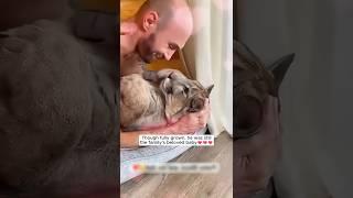 A kind family rescued a puma cub abandoned on a hill and then ... #puma #wildanimals #animals