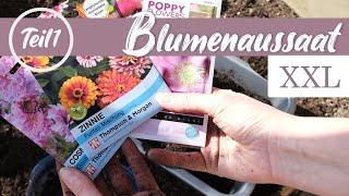 Blumenaussaat XXL - Teil1 - TIPPS für Beet - & Schnittblumen + insektenfreundlicher Garten