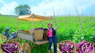 Harvesting Eggplants Goes To Market Sell - Grilled Eggplant, Farm, Garden | Tieu Lien