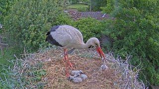 White stork kills his youngest baby and eats it ️27.05.2023