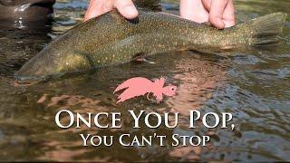 Once You Pop | Alaska Top Water Fishing