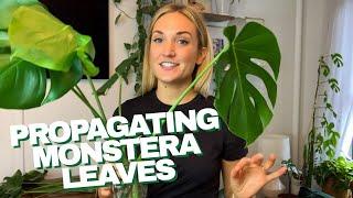 How to Propagate a Monstera | The RIGHT Way to Cut Your Monstera Leaves and Grow Roots in Water