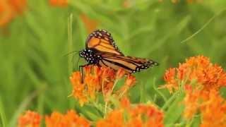 Milkweeds for Monarchs: Butterfly Milkweed