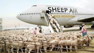 MUST SEE  - Amazing Sheep Farming - Modern Shearing