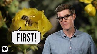 Which Came First - Flowers or Bees?