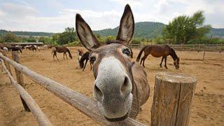 Funny Cute Donkeys To Make You Smile!