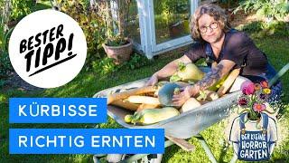 Der absolut wichtigste Tipp für deine Kürbis Ernte? Ich verrate ihn dir I der kleine Horrorgarten