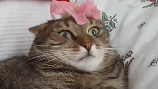 Cute and Funny Cat Videos to Keep You Smiling! | The Pet Collective